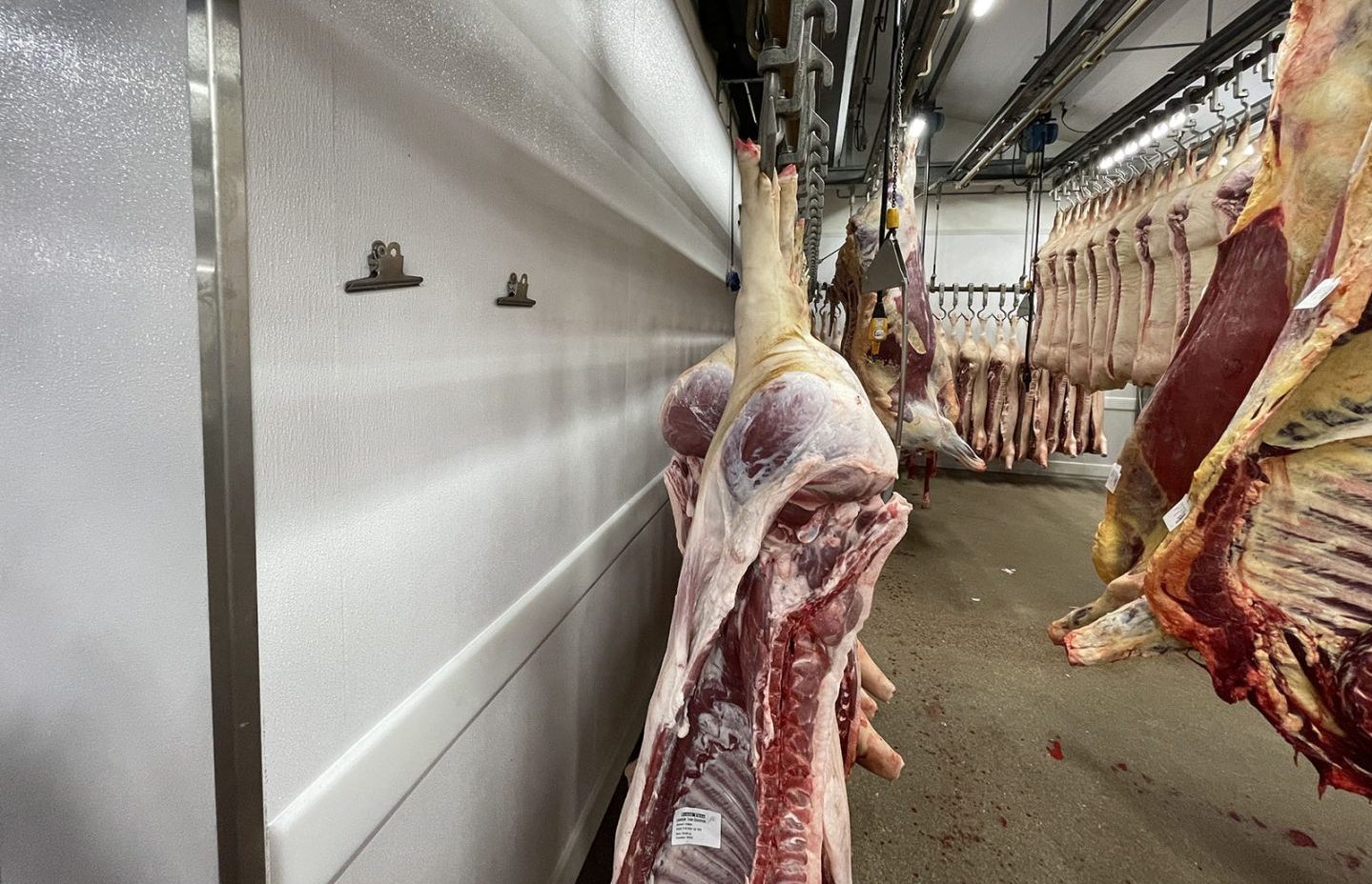 HACCP wand en/of plafondafwerking voor slachthuizen